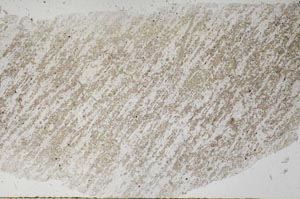 Plane Polarized, S55838