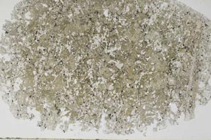 Plane Polarized, S55839