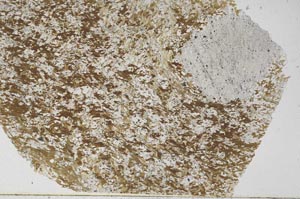 Plane Polarized, S55841