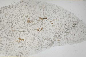 Plane Polarized, S55844