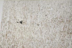 Plane Polarized, S55853