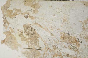 Plane Polarized, S55868