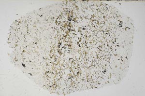 Plane Polarized, S55947
