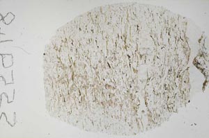 Plane Polarized, S55948