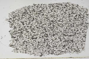 Plane Polarized, S55954