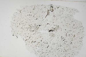 Plane Polarized, S55959