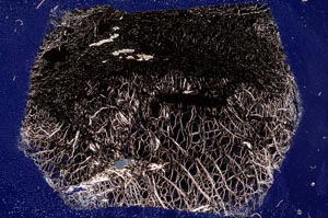 Cross Polarized, S56093