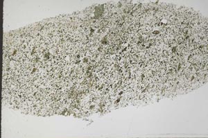 Plane Polarized, S56111