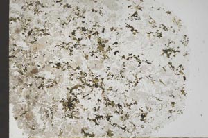 Plane Polarized, S56125