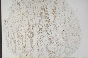 Plane Polarized, S56128