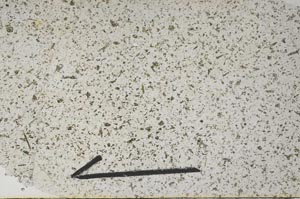 Plane Polarized, S56135