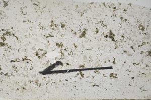 Plane Polarized, S56139