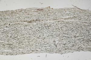 Plane Polarized, S56143