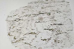 Plane Polarized, S56155