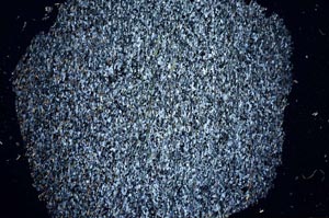 Cross Polarized, S56160