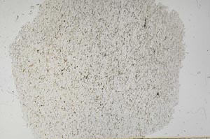 Plane Polarized, S56160