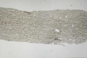 Plane Polarized, S56162