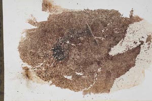 Plane Polarized, S56198