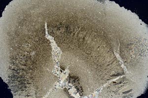 Cross Polarized, S56203