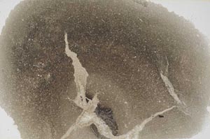 Plane Polarized, S56203