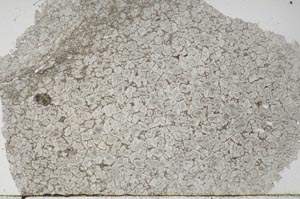 Plane Polarized, S56212