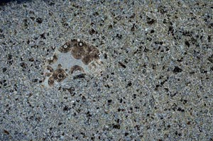 Cross Polarized, S56249