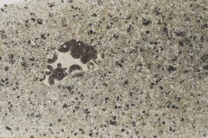 Plane Polarized, S56249