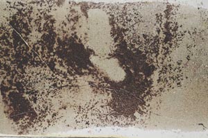 Plane Polarized, S56255