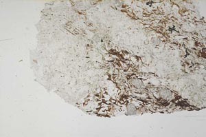 Plane Polarized, S56324