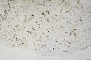 Plane Polarized, S56325