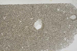 Plane Polarized, S56383