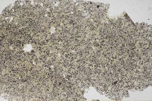 Plane Polarized, S56384