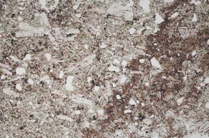 Plane Polarized, S56388