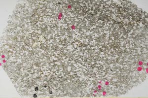 Plane Polarized, S56408