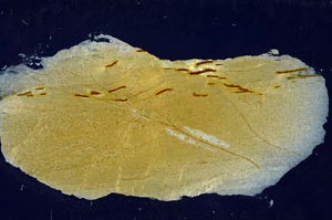 Cross Polarized, S56416