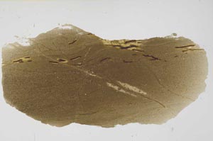 Plane Polarized, S56416