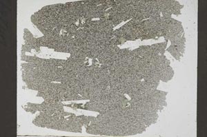 Plane Polarized, S56505