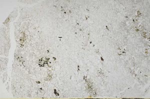 Plane Polarized, S56506