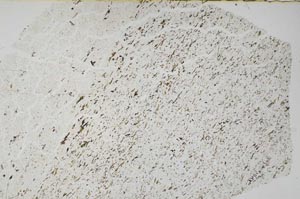 Plane Polarized, S56511