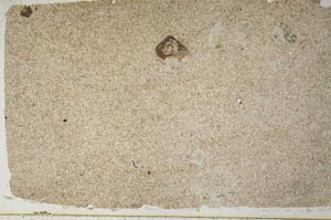 Plane Polarized, S56526