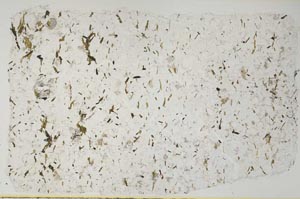 Plane Polarized, S56553
