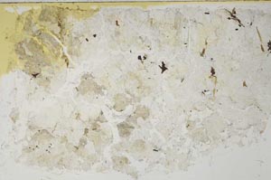 Plane Polarized, S56568