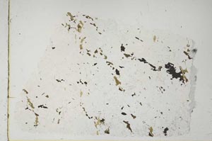 Plane Polarized, S56570
