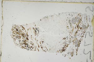 Plane Polarized, S56572