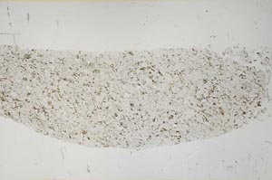 Plane Polarized, S56577