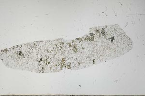 Plane Polarized, S56613