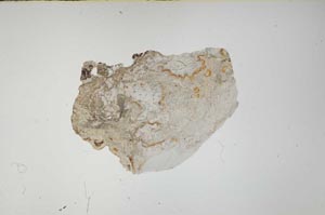 Plane Polarized, S56640