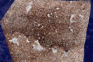 Cross Polarized, S56641