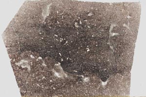 Plane Polarized, S56641