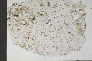 Plane Polarized, S56646